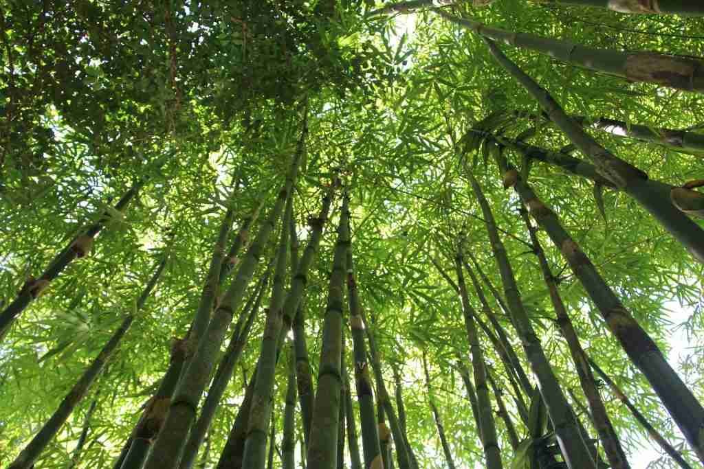 diet of giant pandas and red pandas