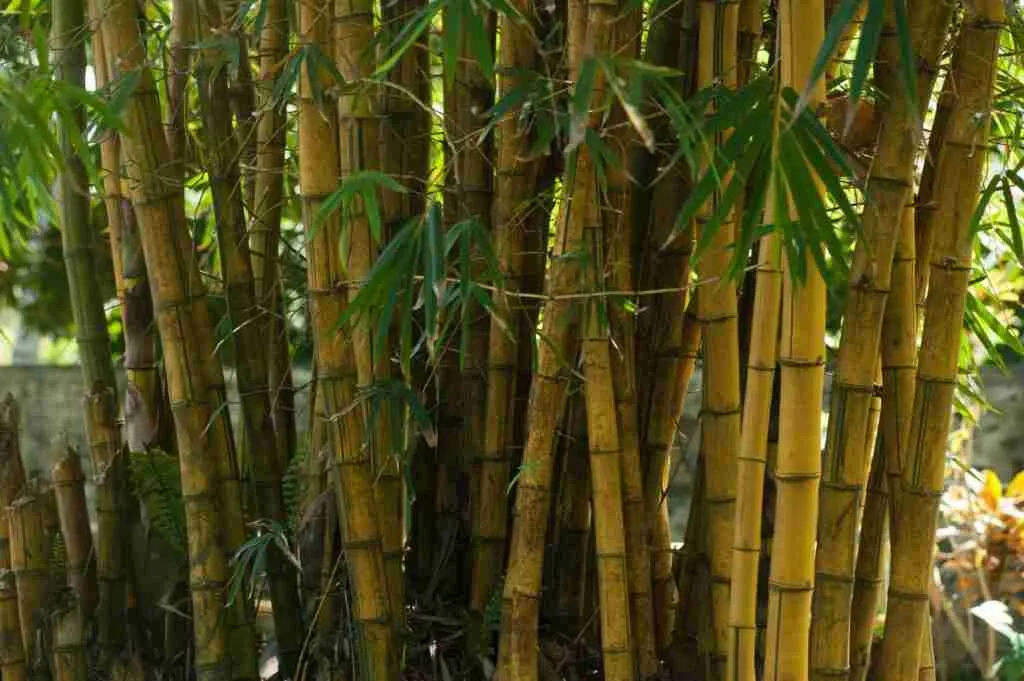 water arrow bamboo for giant panda