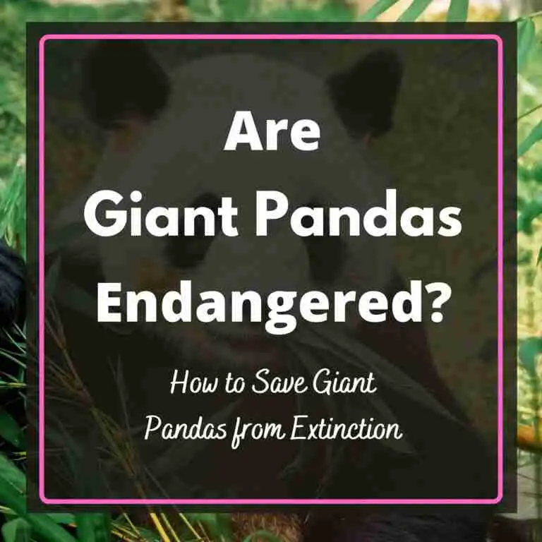 Why are Giant Pandas Endangered