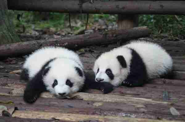 How Much Do Giant Pandas Cost? (Explained) | BestofPanda