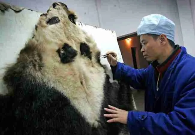 giant panda skin removal