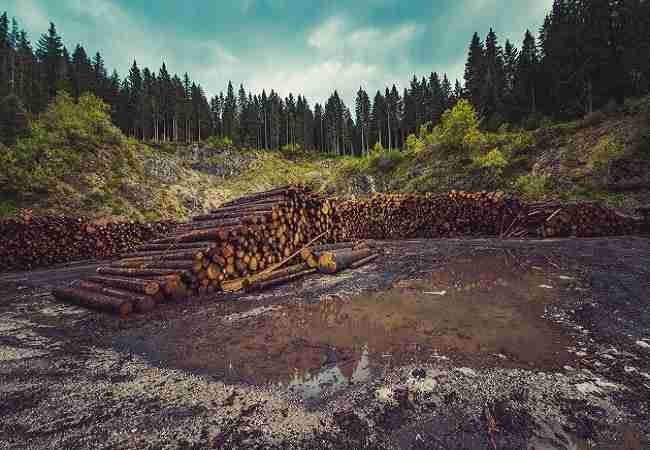 illegal logging effects to endangered species