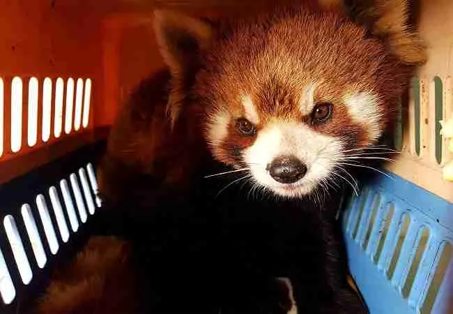 red panda illegal pet trading