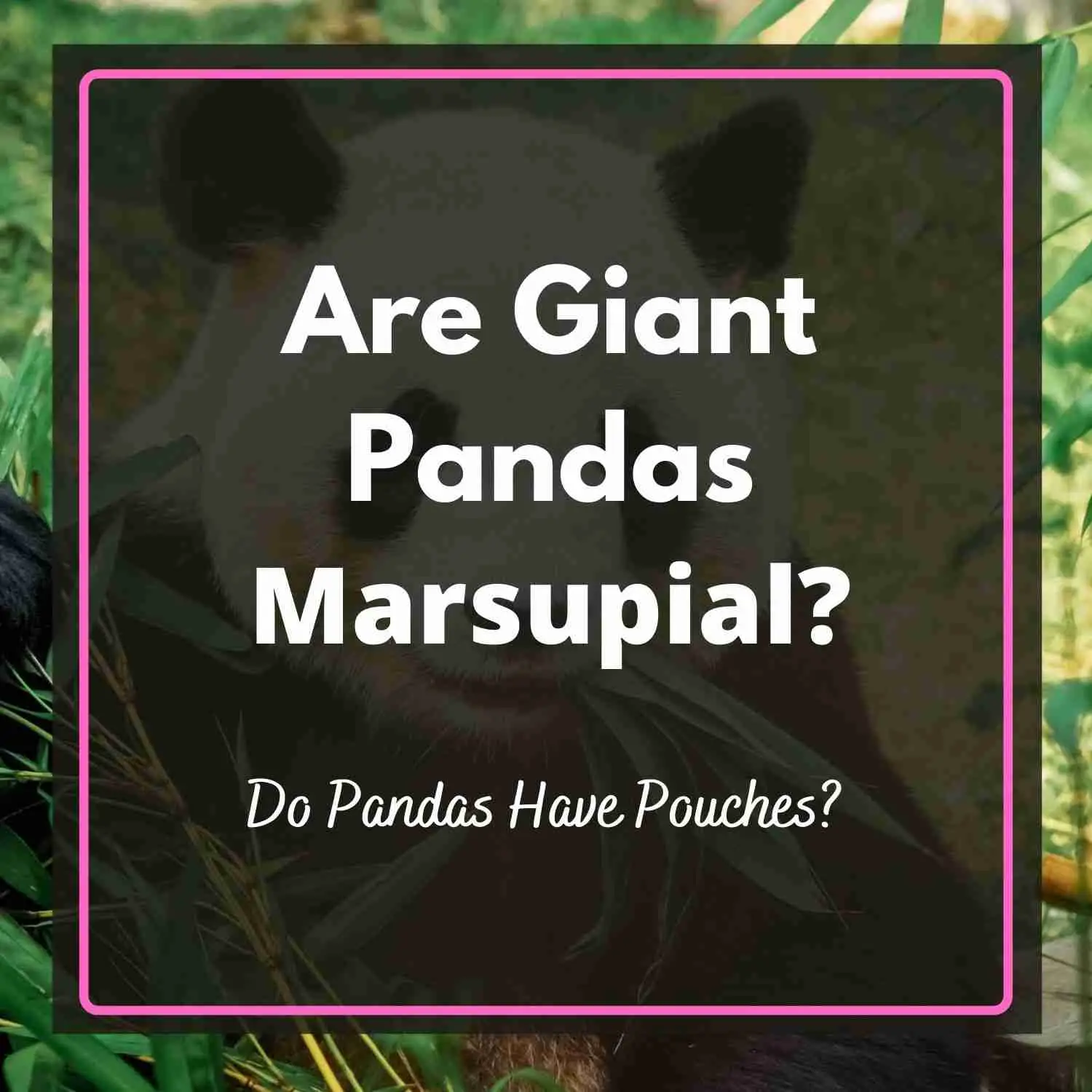 Are giant pandas marsupial