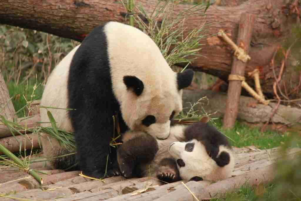 Do Giant Pandas Eat their Babies?