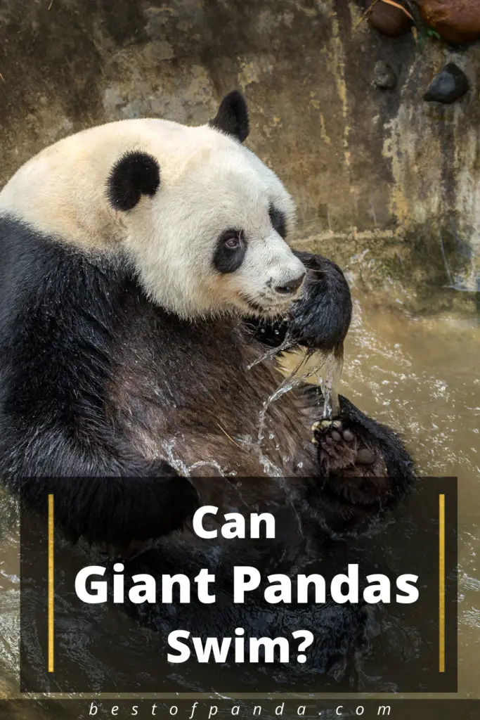 Can Giant Pandas Swim