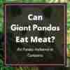 Can Giant Pandas Eat Meat? - Are Pandas Herbivores or Carnivores?