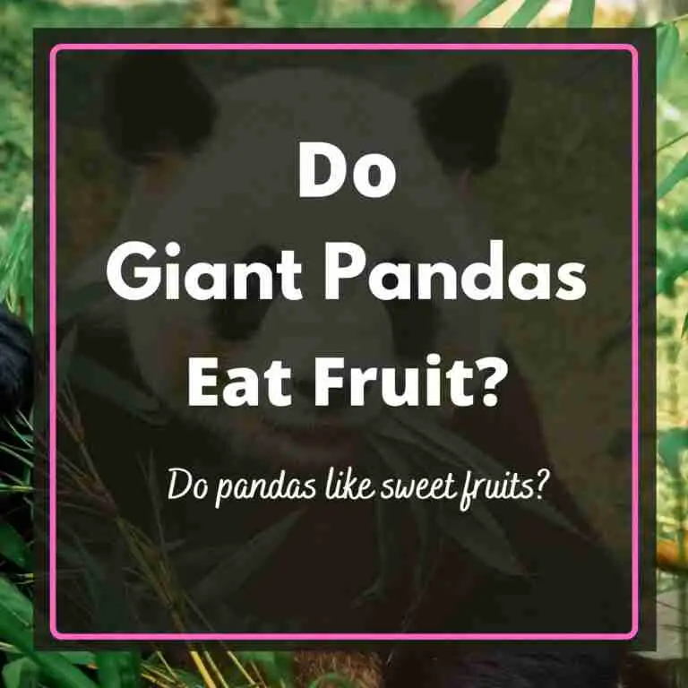 Do Giant Pandas Eat Fruit
