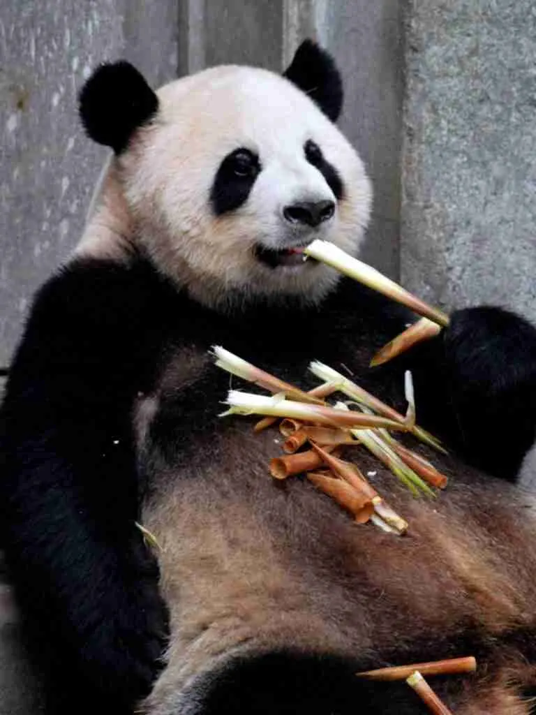 Do Giant Pandas Eat their Babies Poop? 