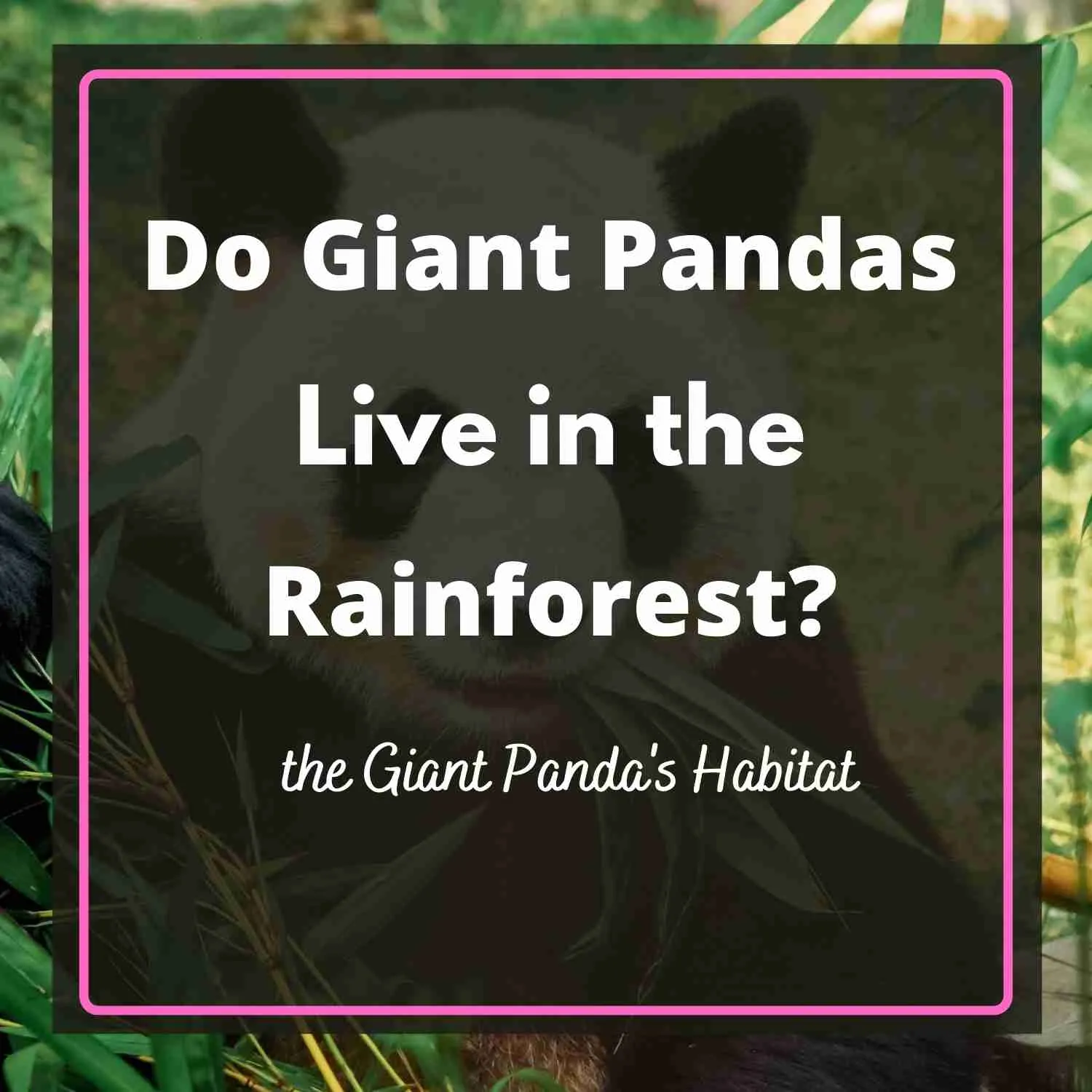 Do Giant Pandas Live In The Rainforest