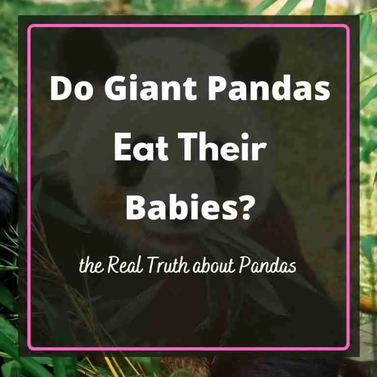 Do giant pandas eat their babies
