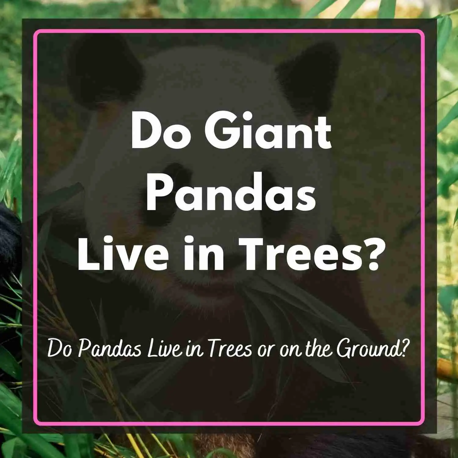 Do giant pandas live in trees or on the ground