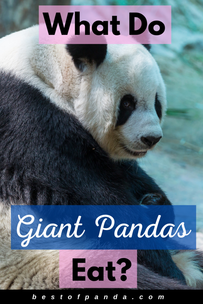 What do giant pandas eat