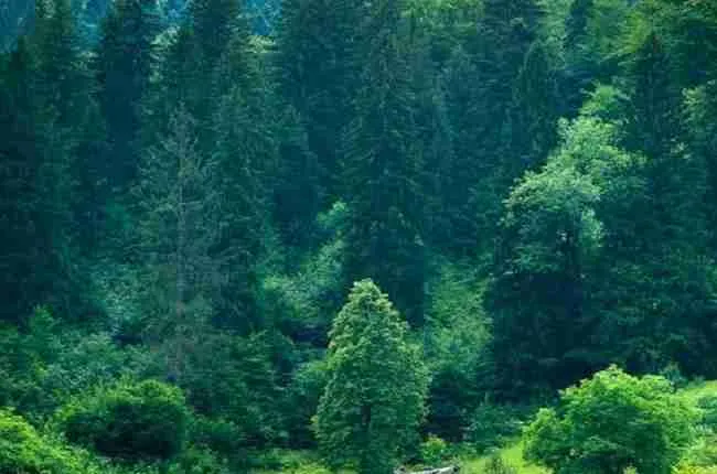 coniferous trees animal dens