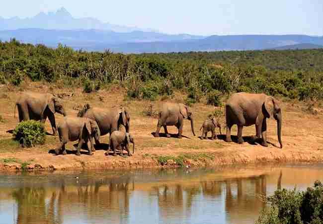 elephants in Africa