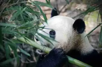 Do Giant Pandas Live in the Rainforest? (Solved!)