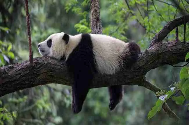 giant panda sleeping on tree