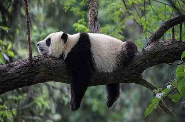 Do Giant Pandas Live In Trees Explained 1986