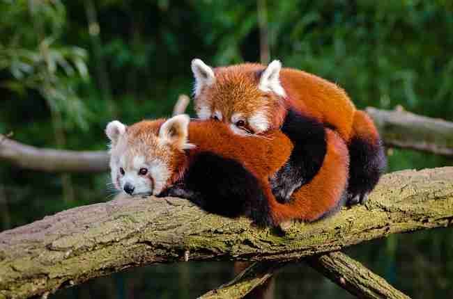 Why do red pandas live in trees