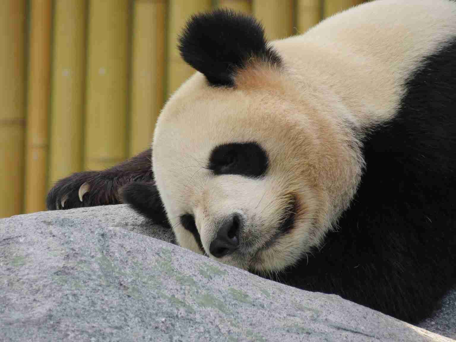 Can Giant Pandas Eat Meat or Small Animals? (Explained)