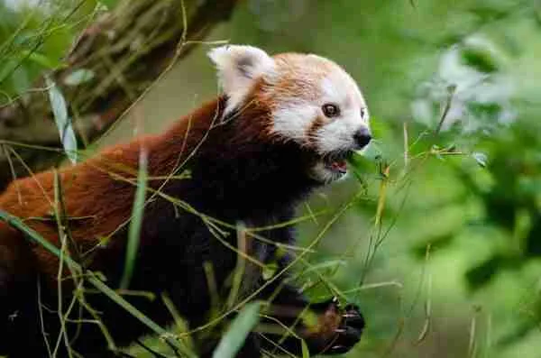 Do Giant Pandas Live in the Rainforest? (Solved!)