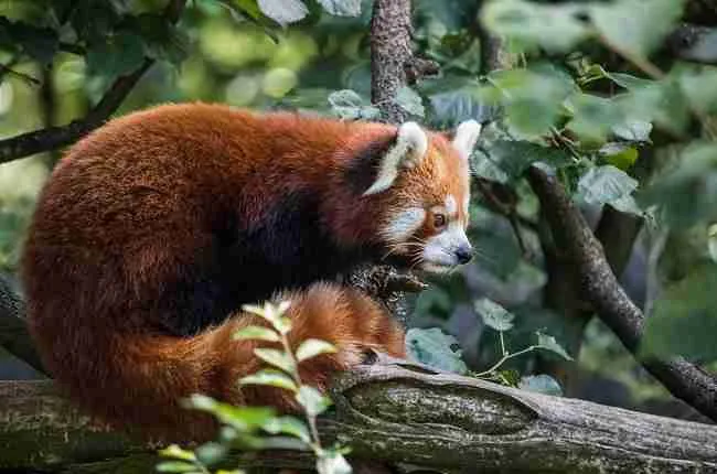 red panda living in the tree