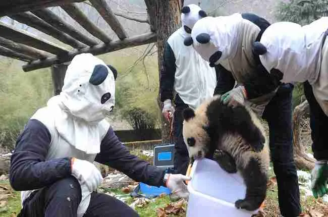 wolong panda center cub caring