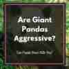 Are Giant Pandas Aggressive? (3 Things You Should Know)