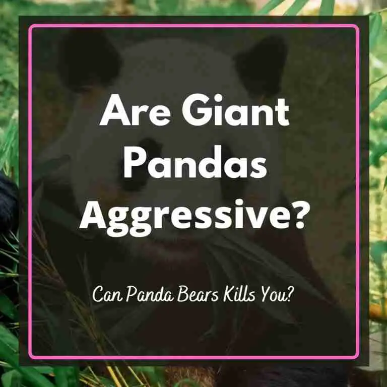 Are Giant Pandas Aggressive