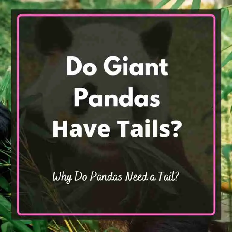 Do Giant Pandas Have Tails