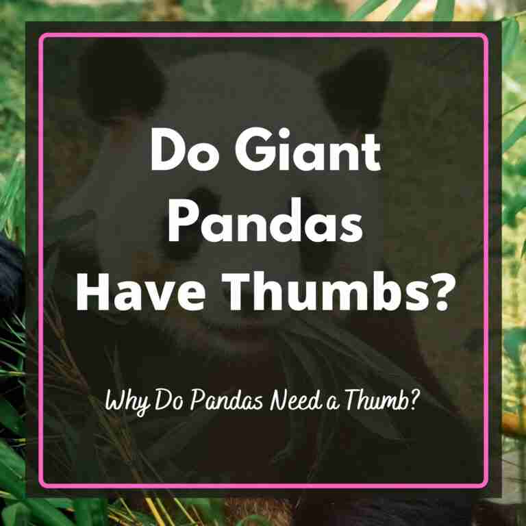 Do Giant Pandas Have Thumbs