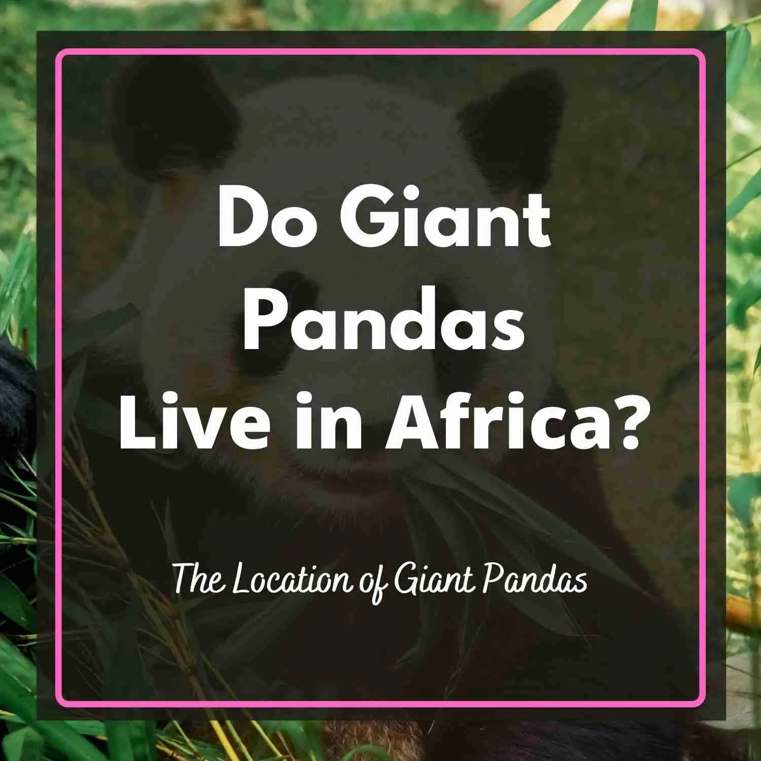 Do Giant Pandas Live in Africa