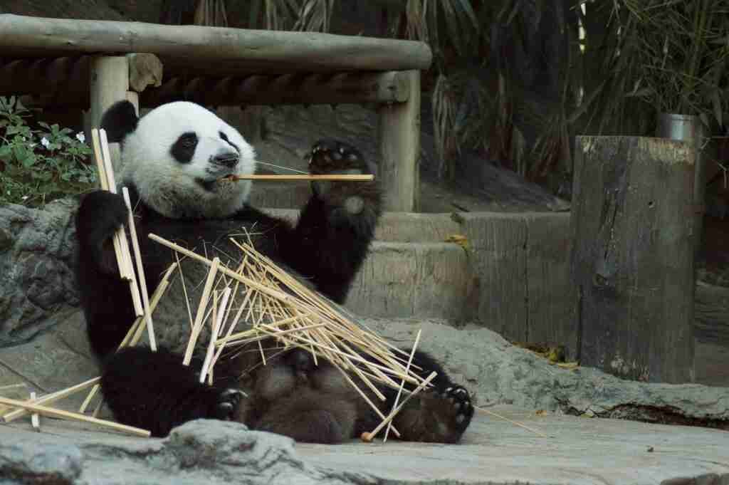 Do Giant Pandas Have Pouches? (Explained)