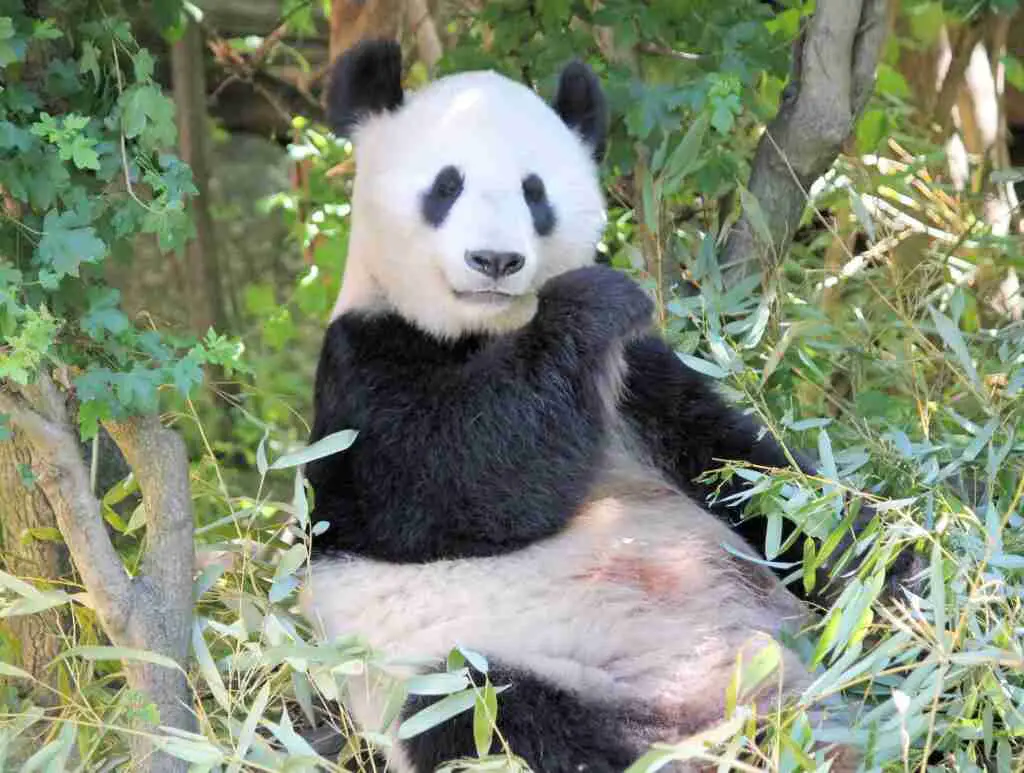 Do giant pandas have belly buttons?