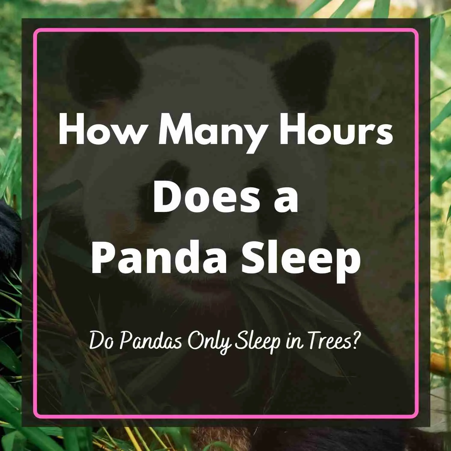 how-many-hours-does-a-panda-sleep-must-read