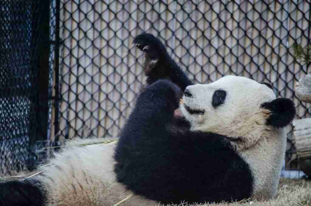 Do giant pandas have thumbs?