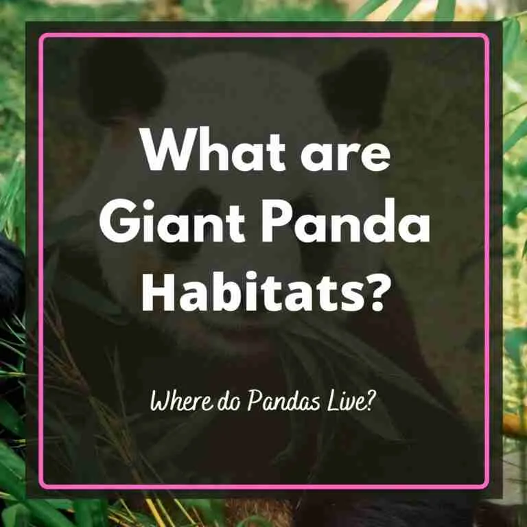 What are Giant Panda Habitats