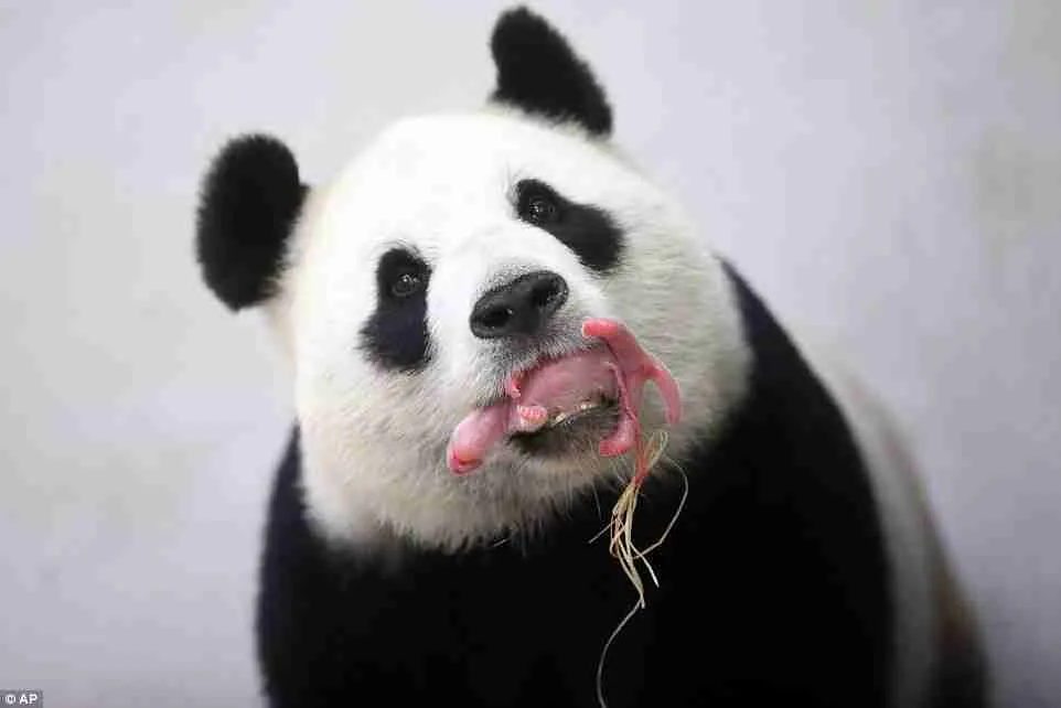 What do mother pandas do with their baby’s umbilical cord