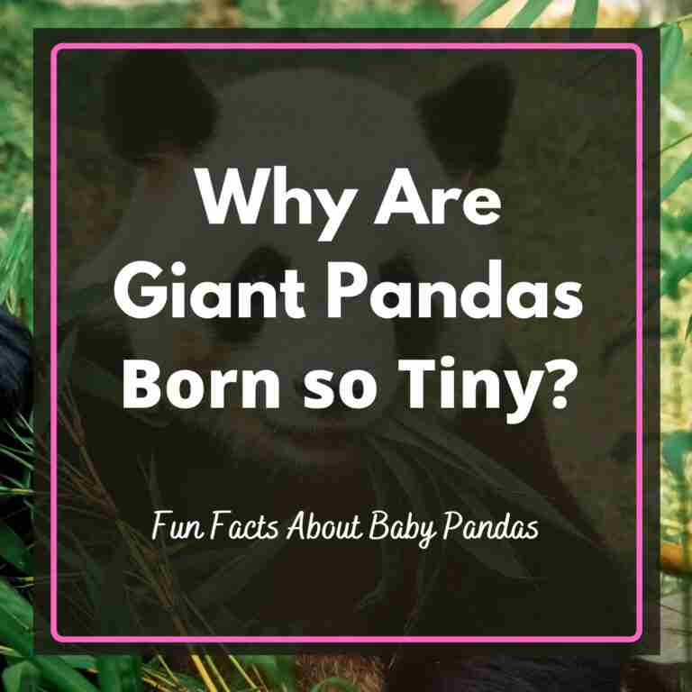 Why Are Giant Pandas Born so tiny