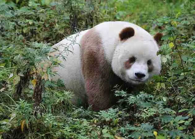 facts about giant pandas