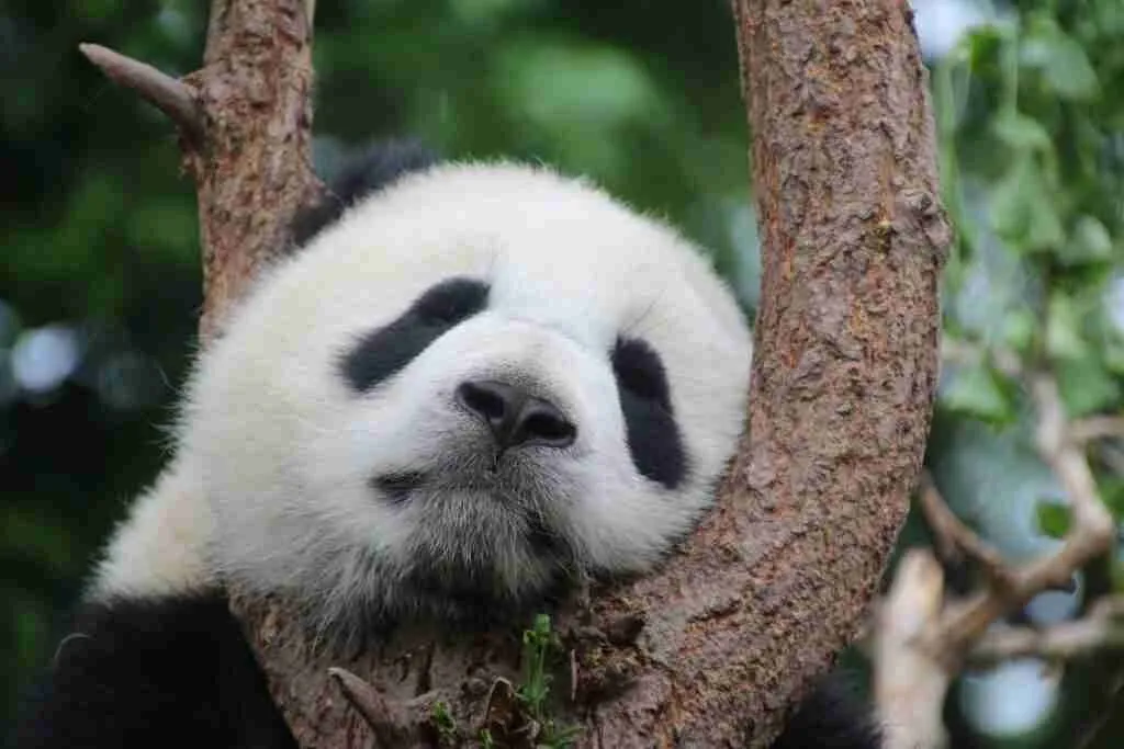 do giant pandas have whiskers