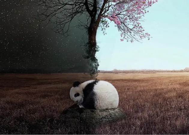 do giant pandas sleep at day or night