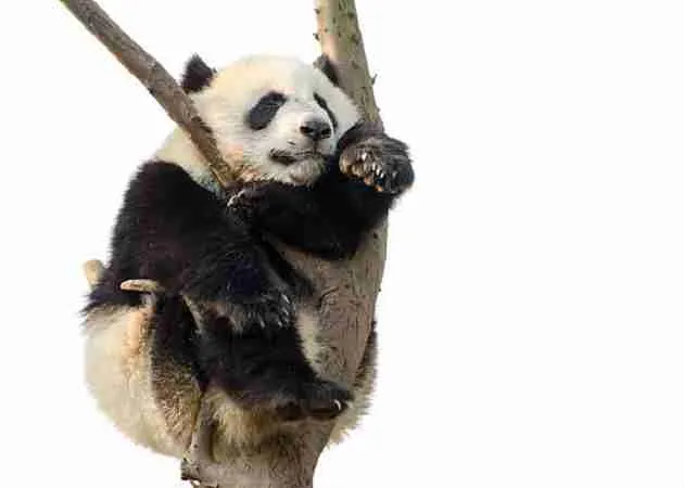 do giant pandas sleep in trees