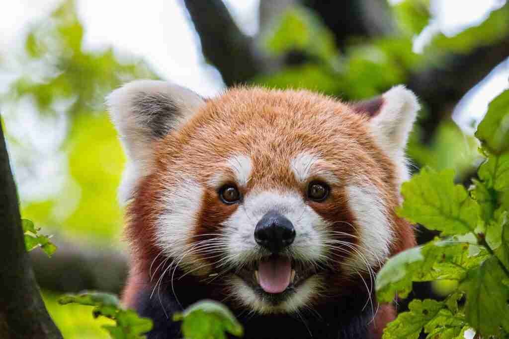 Do Giant Pandas Have Whiskers? (Explained)