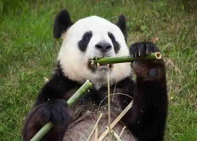 how much time do pandas spend eating