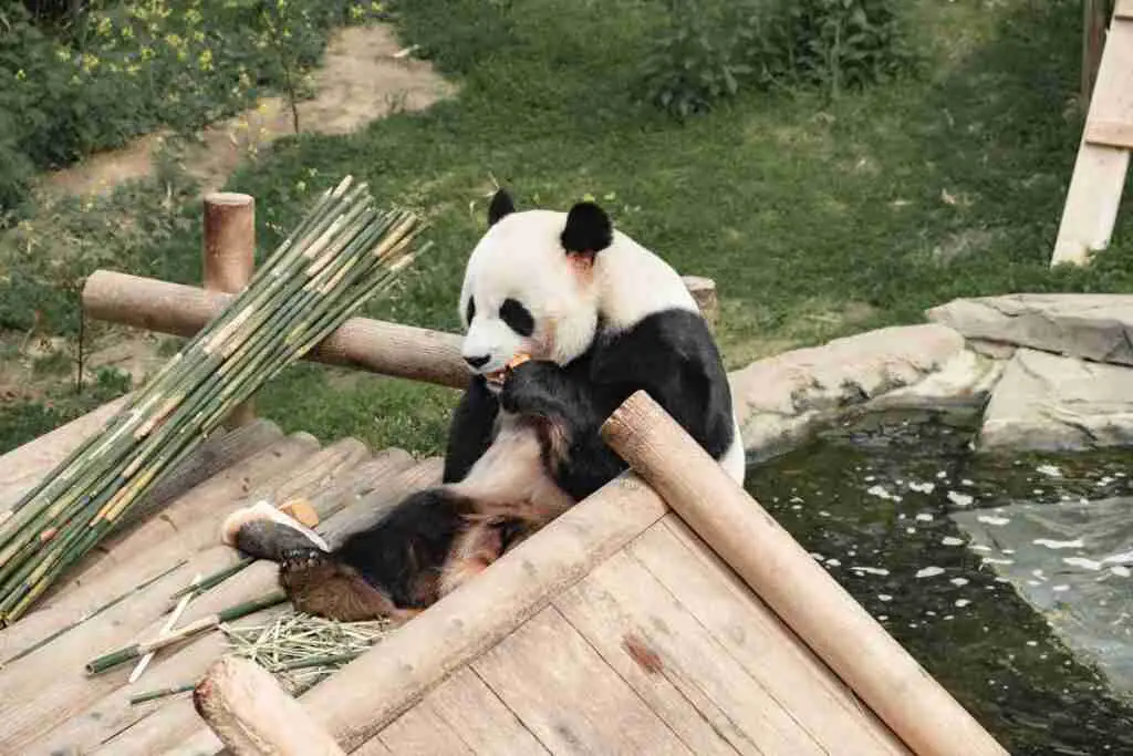 Do giant pandas have thumbs?