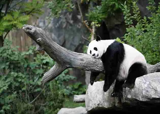 giant panda fun fact sleeping pandas