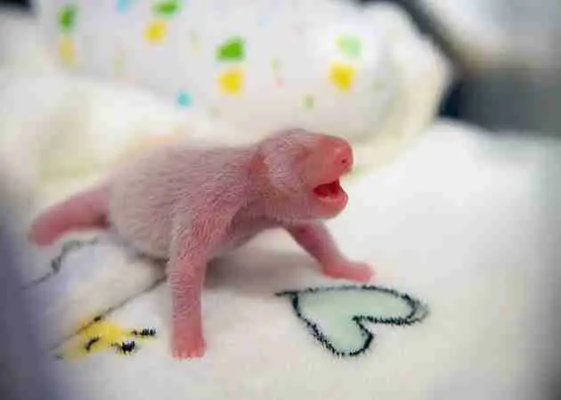 pandas are born tiny and pink