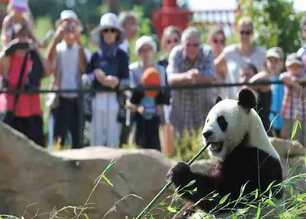 pandas can attract visitors
