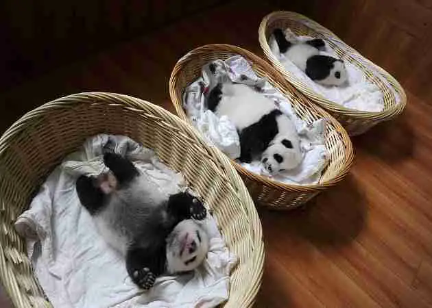 where do giant pandas sleep